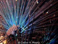 Spiny Shelter.
Juvenile grouper Dermatolepis dermatolepi... by Carlos G. Munoz 